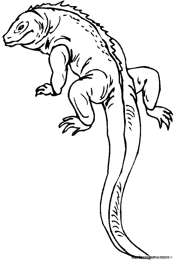 iguana lizard coloring pages Coloring4free