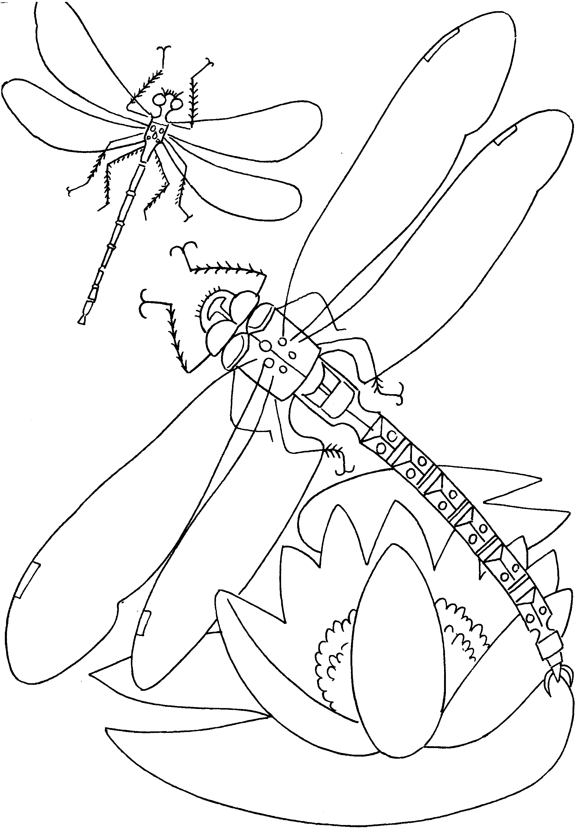insect coloring pages dragonfly Coloring4free