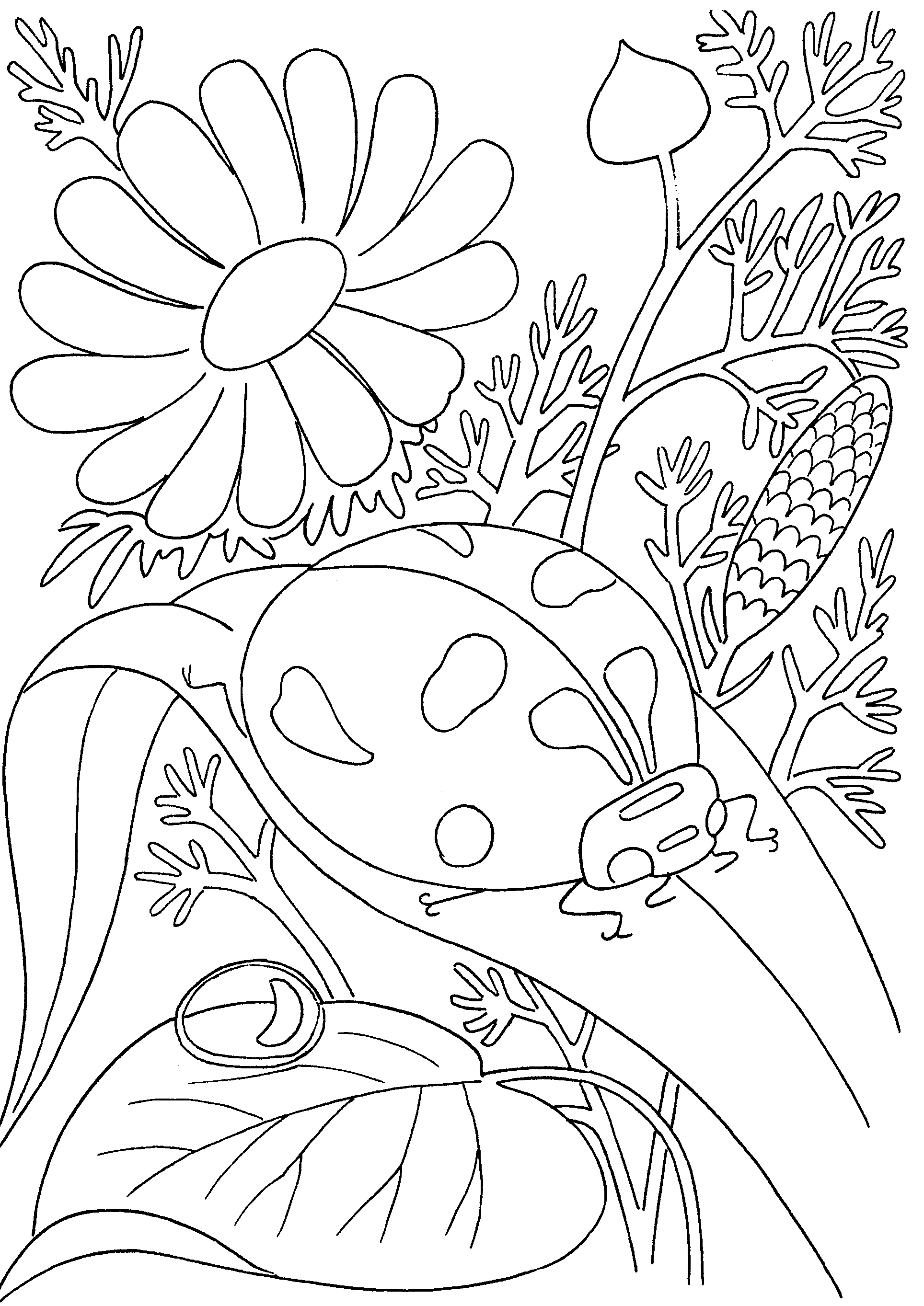 insect coloring pages ladybug on leaf Coloring4free