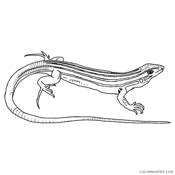 lizard coloring pages desert whiptail Coloring4free