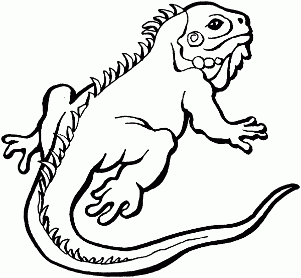 lizard coloring pages iguana Coloring4free