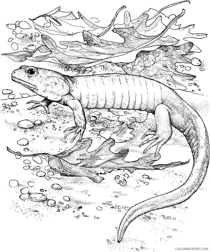 lizard coloring pages realistic Coloring4free