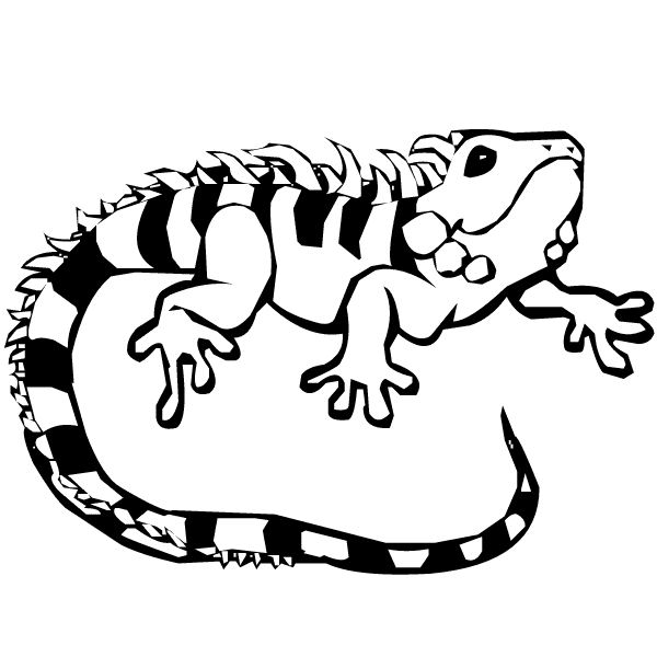 lizard coloring pages striped iguana Coloring4free