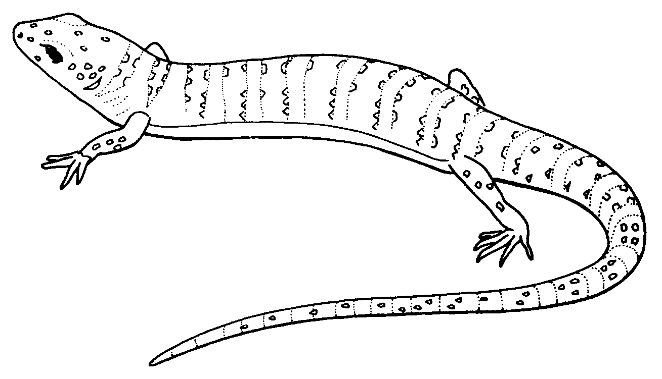 lizard coloring pages to print Coloring4free