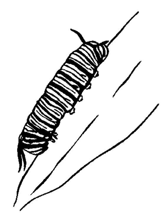 monarch caterpillar coloring pages Coloring4free