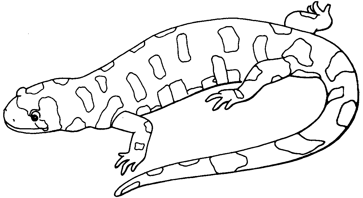 mottled lizard coloring pages Coloring4free
