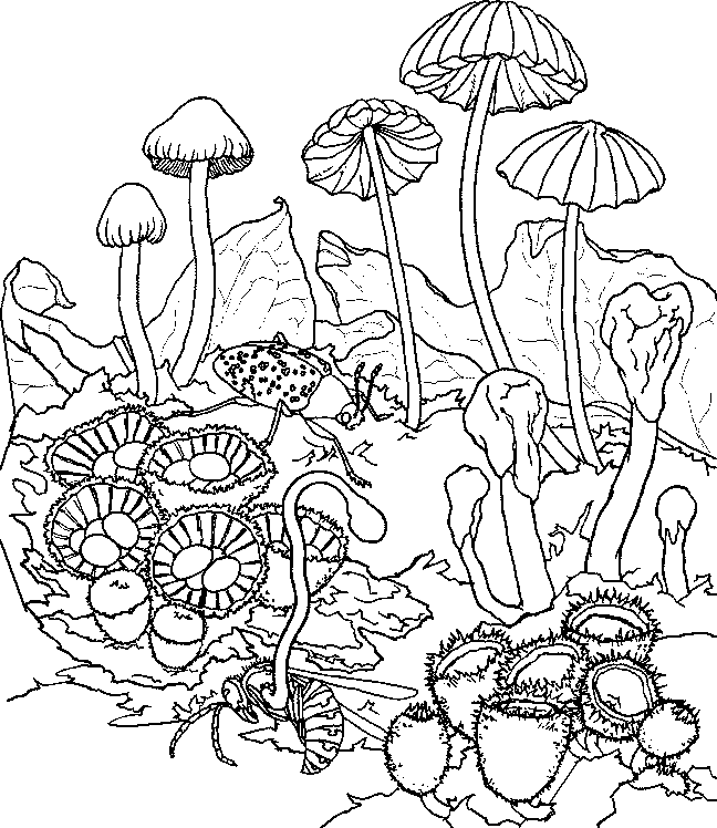 mushroom psychedelic coloring pages Coloring4free