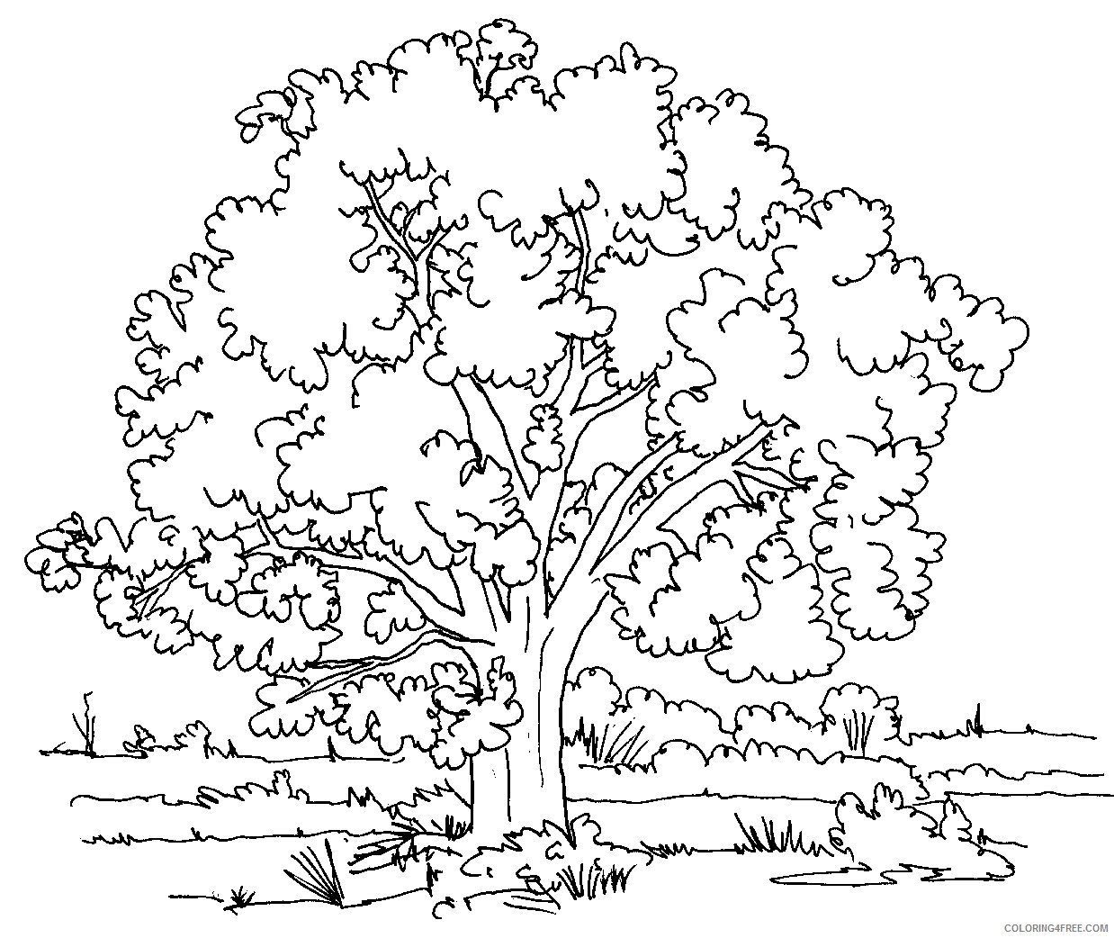 nature coloring pages shady tree Coloring4free