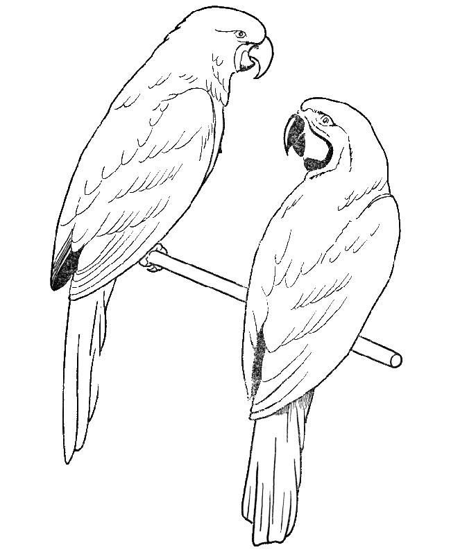 parrot bird coloring pages Coloring4free