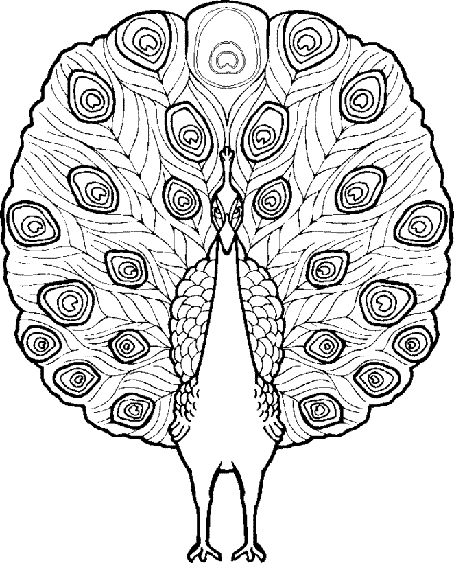 peacock coloring pages feathers expand Coloring4free