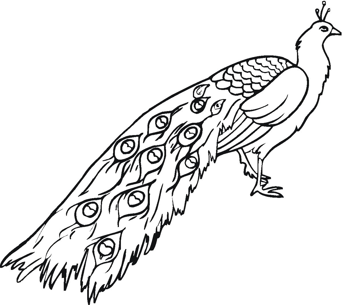 peacock coloring pages long tail Coloring4free