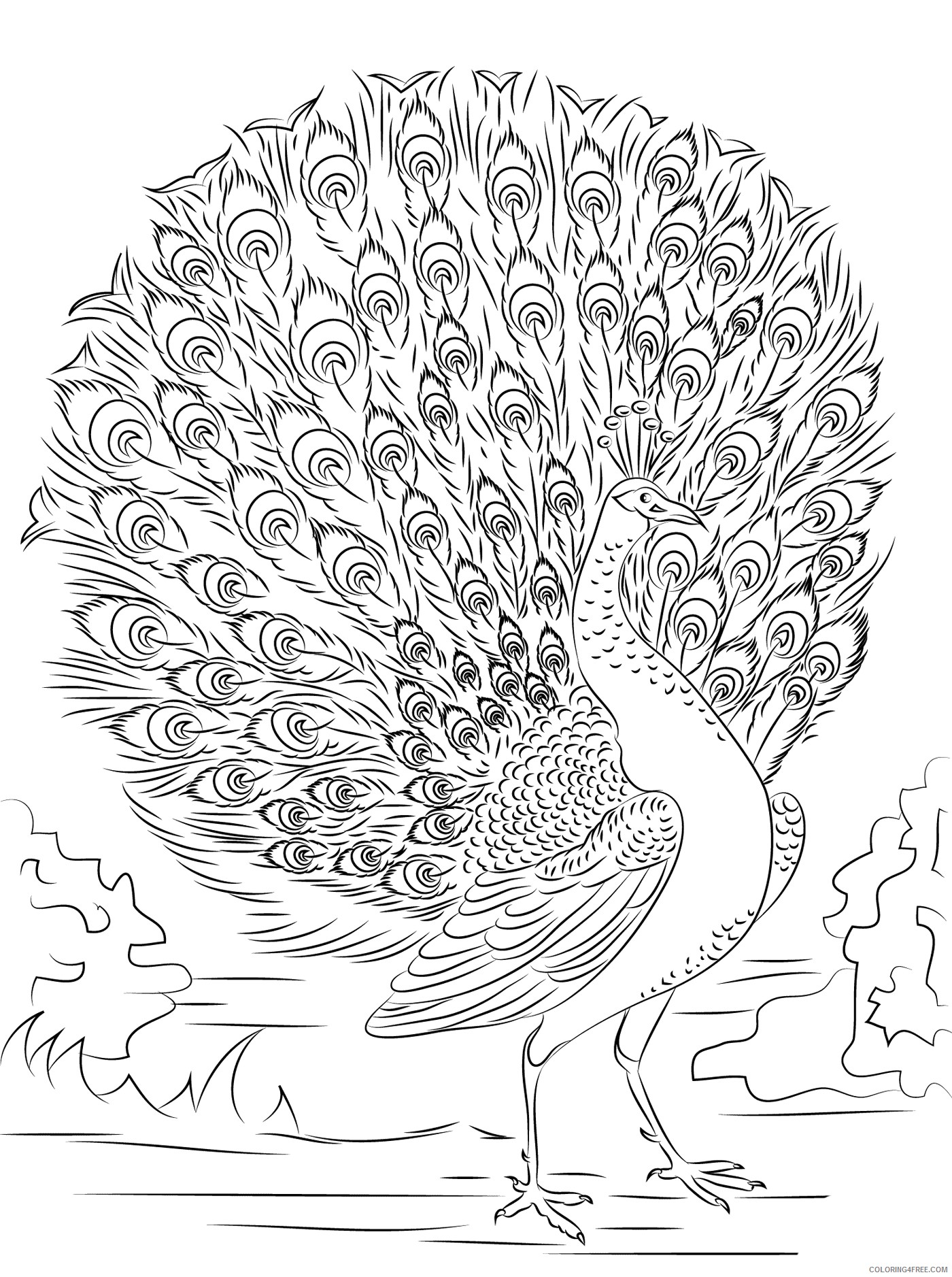 peacock coloring pages tail open for adults Coloring4free