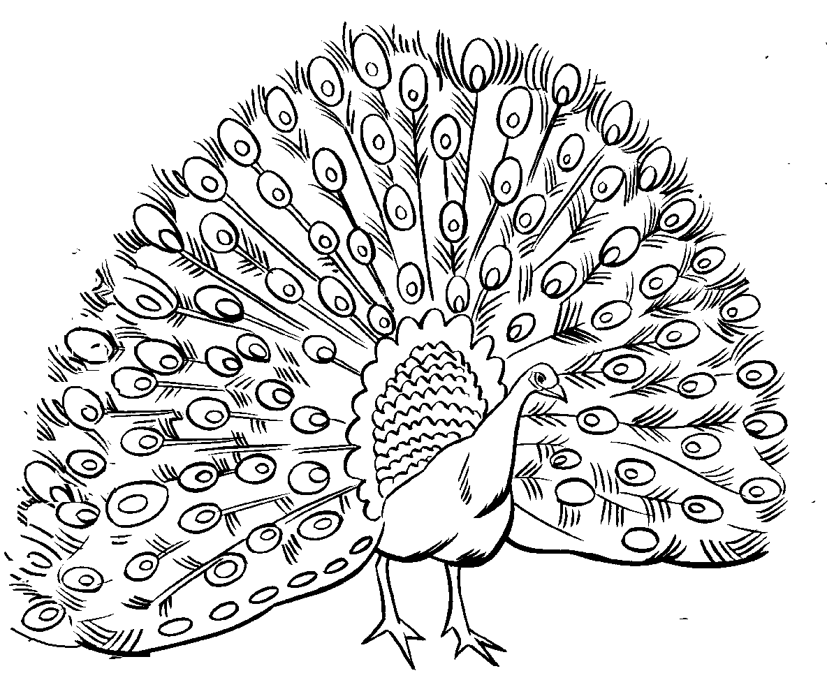 peacock coloring pages tail up Coloring4free