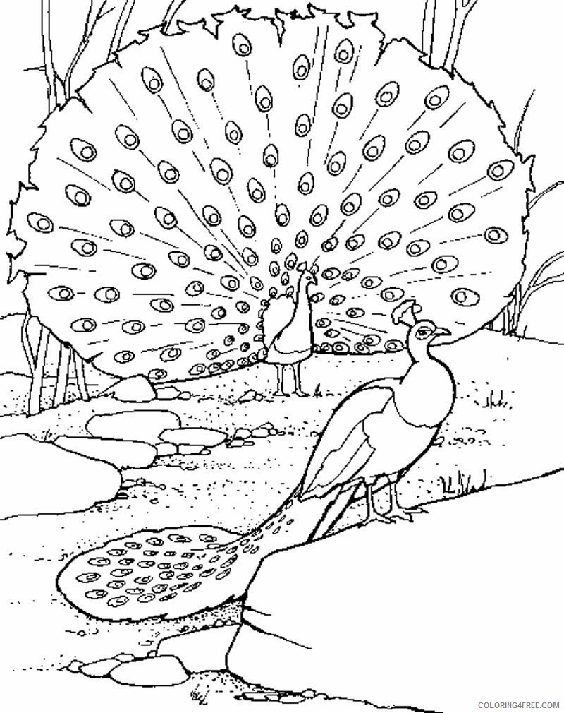 peacock coloring pages to print Coloring4free