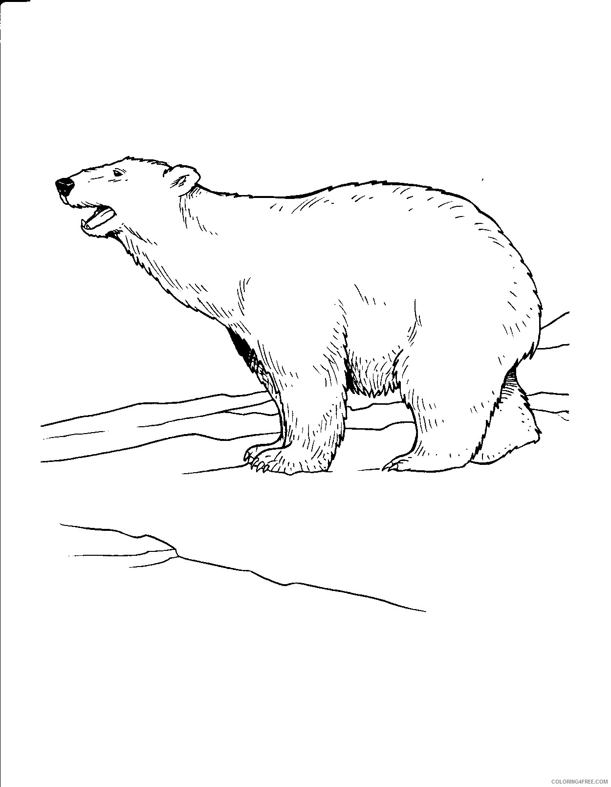 polar bear coloring pages roaring Coloring4free
