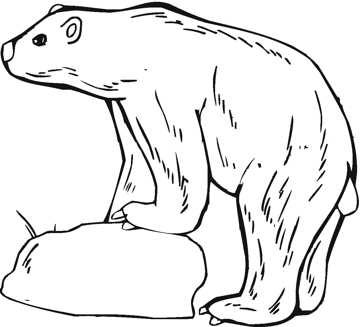 polar bear coloring pages standing on ice Coloring4free