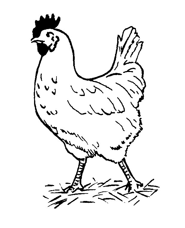 printable chicken coloring pages Coloring4free