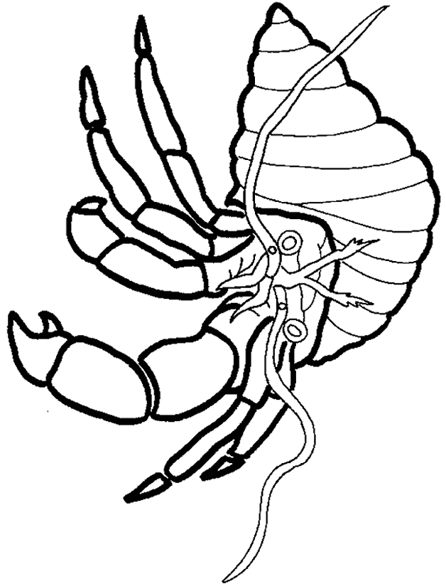 printable hermit crab coloring pages Coloring4free