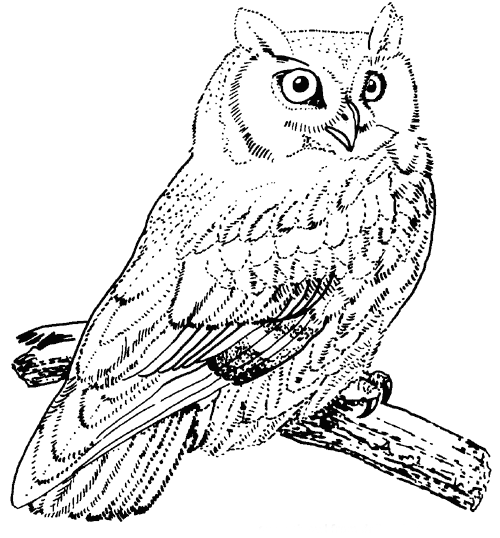 printable owl coloring pages Coloring4free