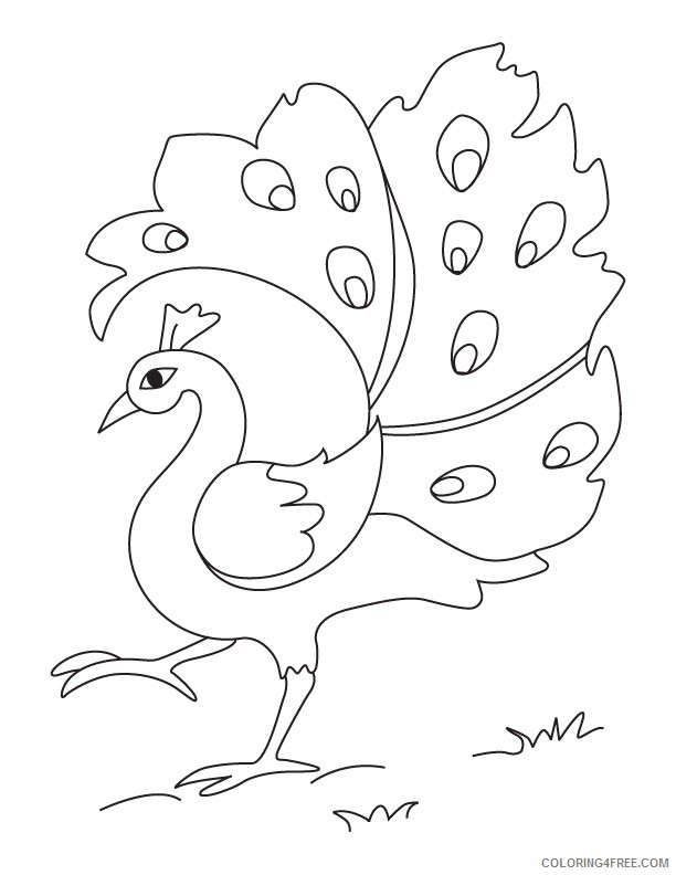 printable peacock coloring pages for kids Coloring4free