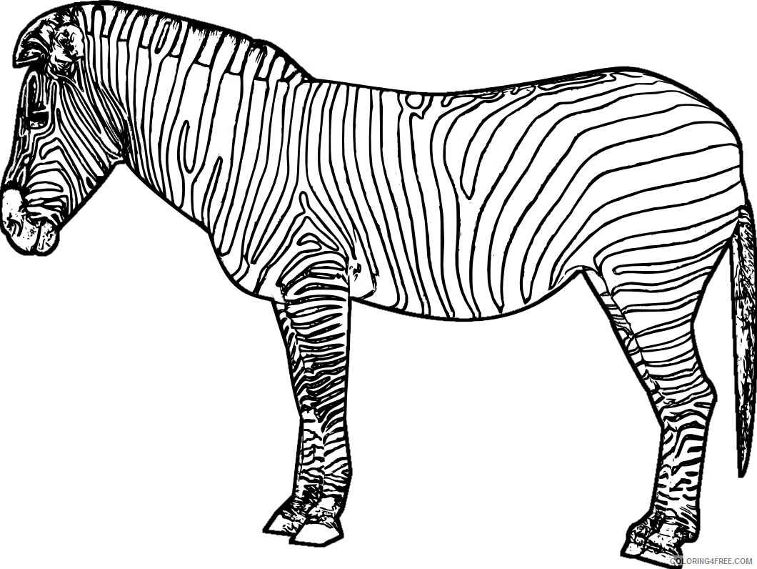 printable zebra coloring pages Coloring4free