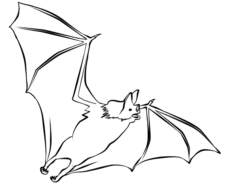 realistic bat coloring pages flying Coloring4free