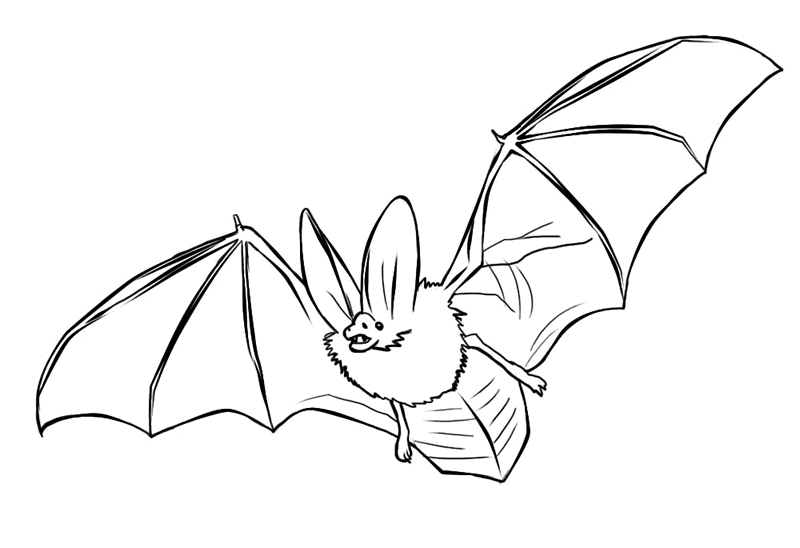 realistic bat coloring pages to print Coloring4free