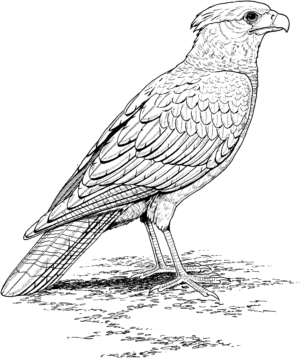 realistic bird coloring pages Coloring4free