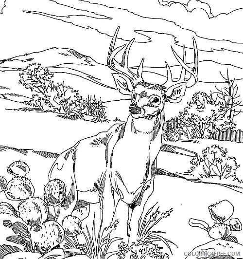 realistic deer coloring pages to print Coloring4free