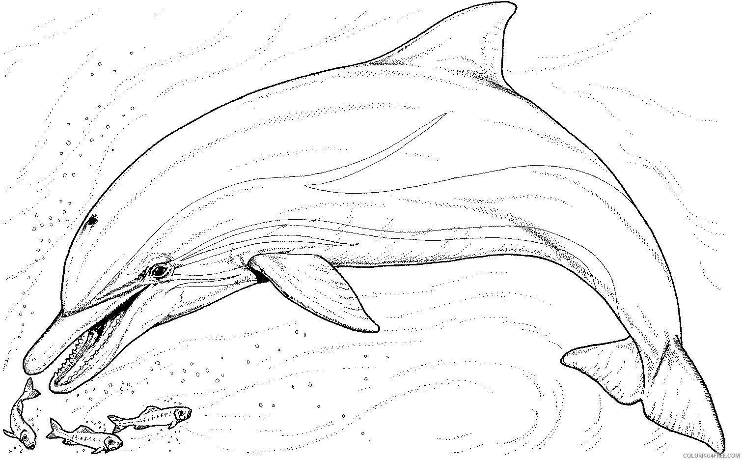 realistic dolphin coloring pages to print Coloring4free