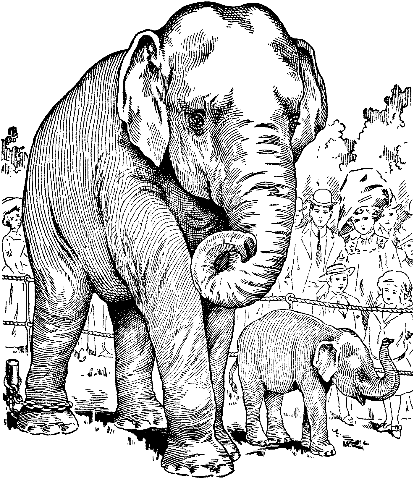 realistic elephant coloring pages Coloring4free