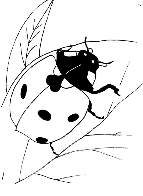 realistic ladybug coloring pages on leaf Coloring4free