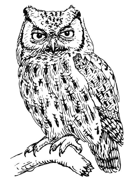 realistic owl coloring pages Coloring4free