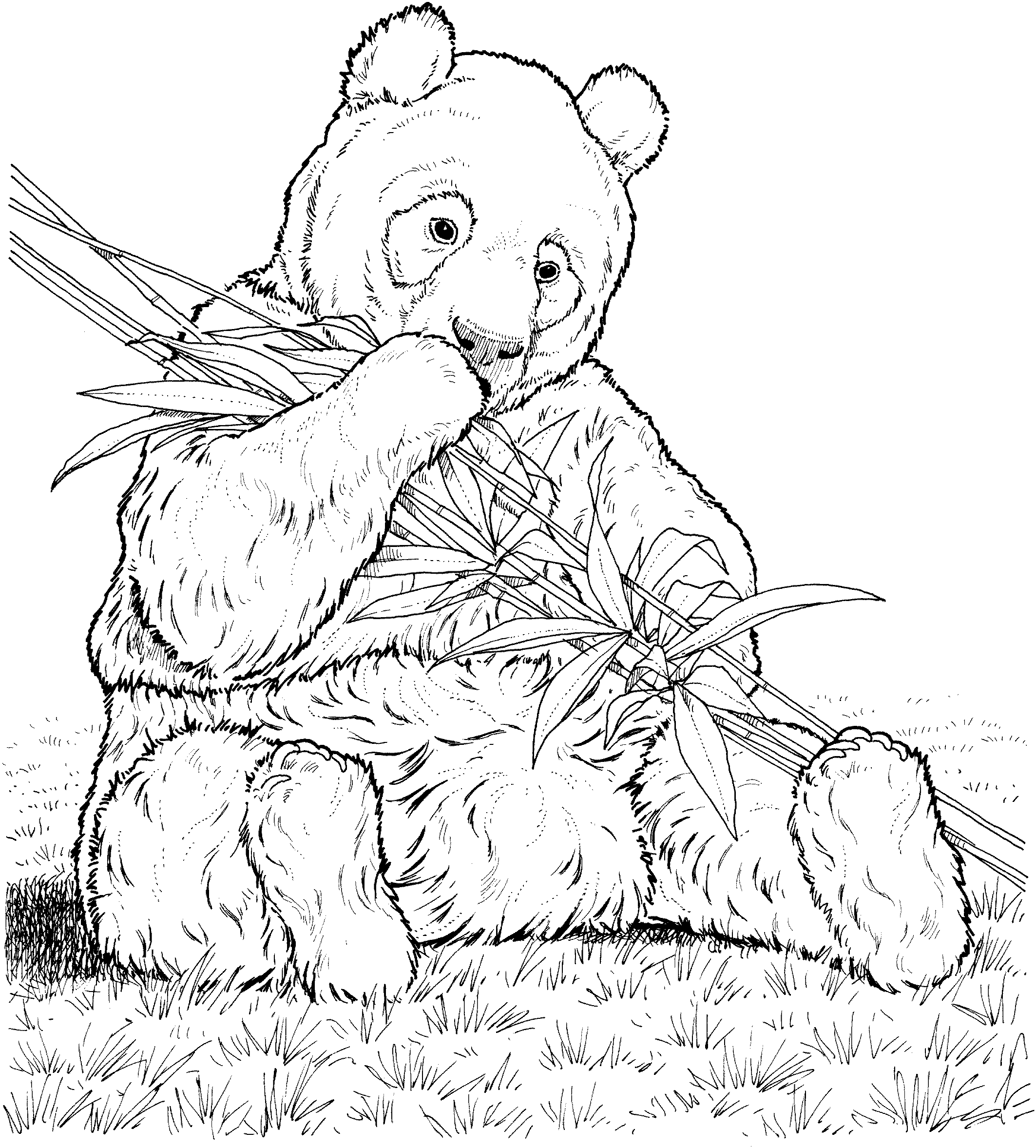 realistic panda coloring pages eating bamboo Coloring4free