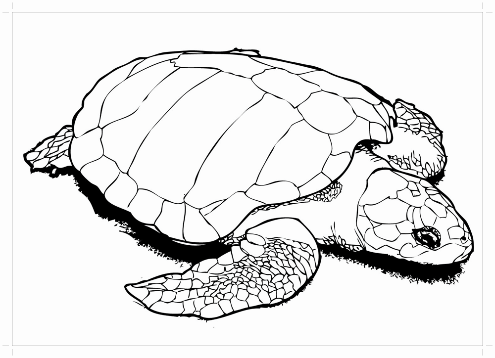 realistic sea turtle coloring pages to print Coloring4free
