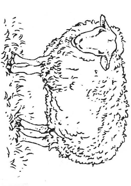 realistic sheep coloring pages Coloring4free