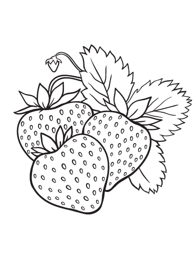 realistic strawberry coloring pages Coloring4free