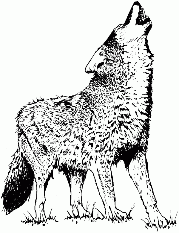 realistic wolf coloring pages Coloring4free