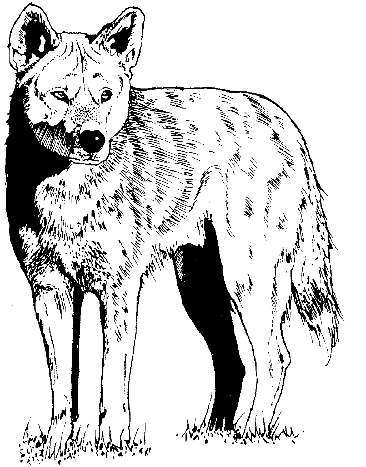 realistic wolf coloring pages printable Coloring4free