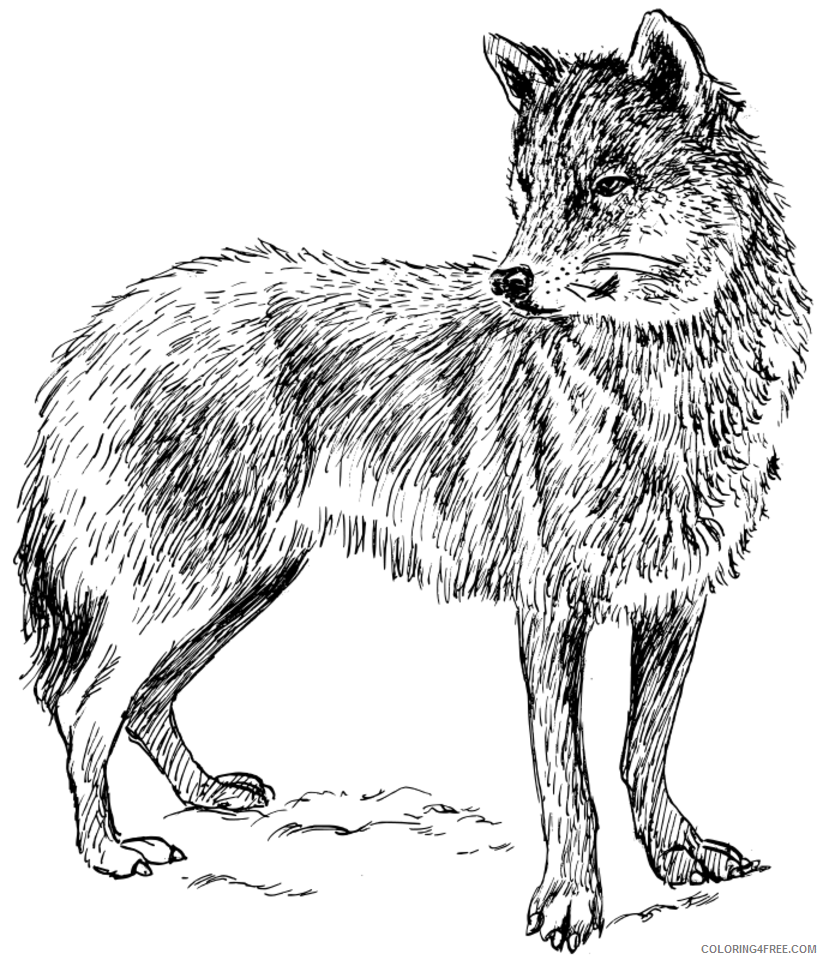realistic wolf coloring pages to print Coloring4free