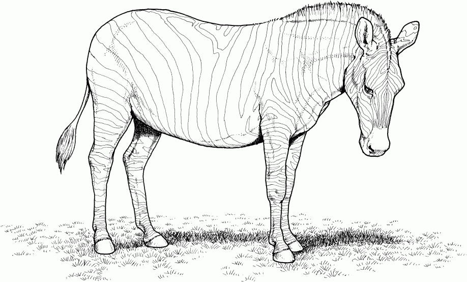 realistic zebra coloring pages Coloring4free