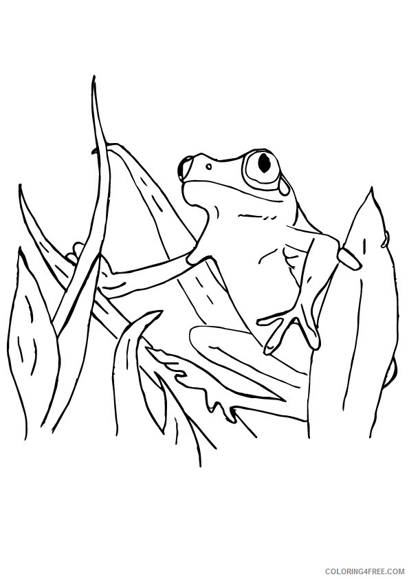 red eye tree frog coloring pages Coloring4free