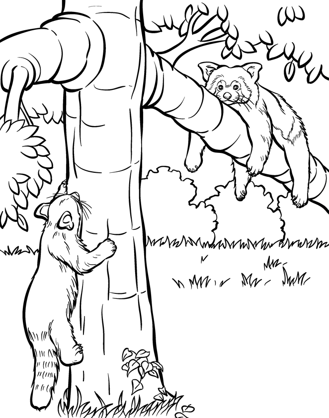 red panda coloring pages on tree Coloring4free