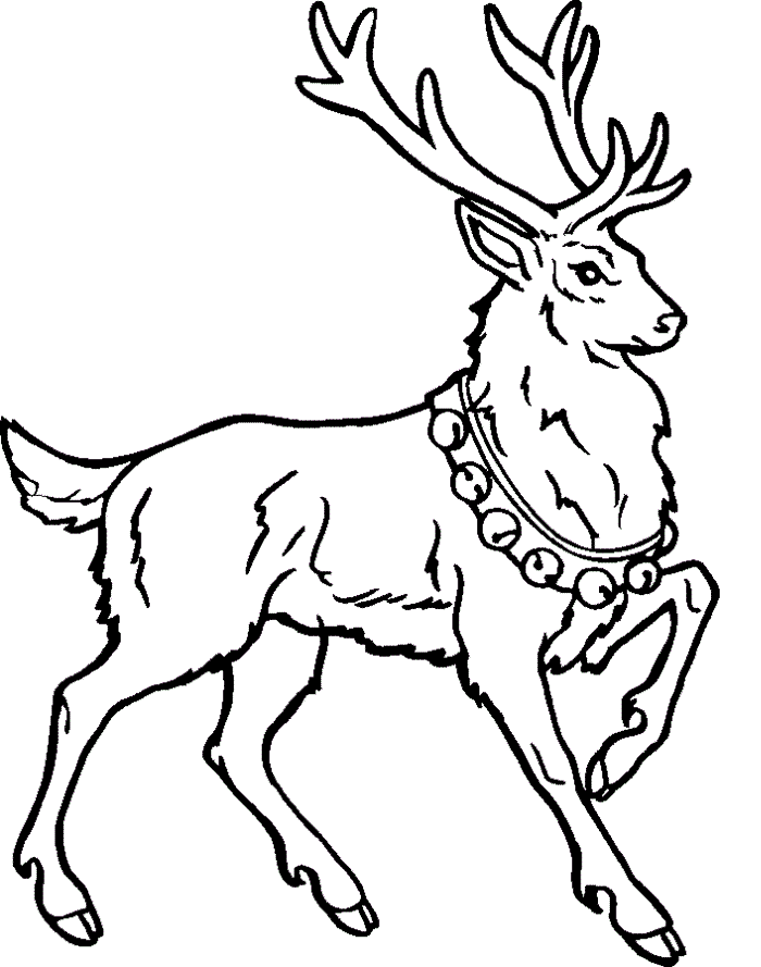 reindeer coloring pages male reindeer Coloring4free