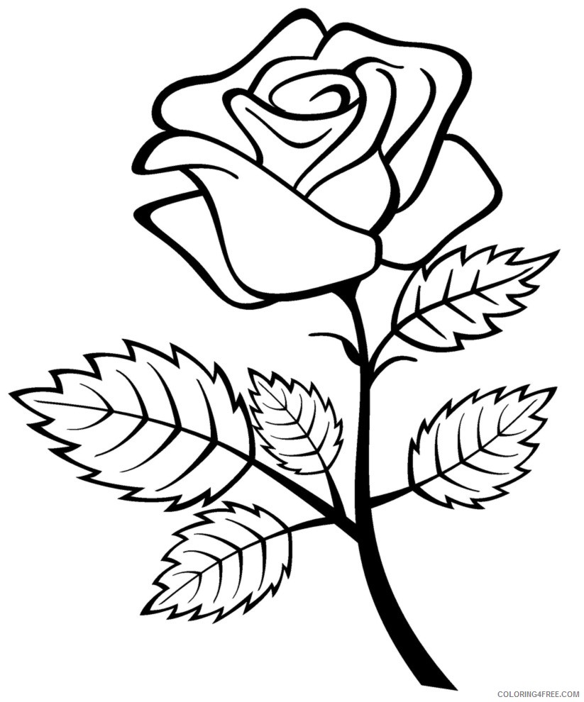 rose coloring pages queen of flowers Coloring4free