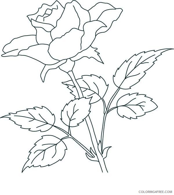 rose flower coloring pages for kids Coloring4free