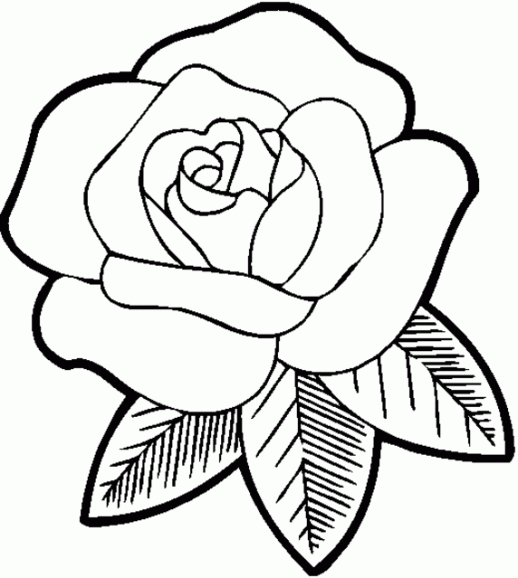 rose flower coloring pages printable Coloring4free