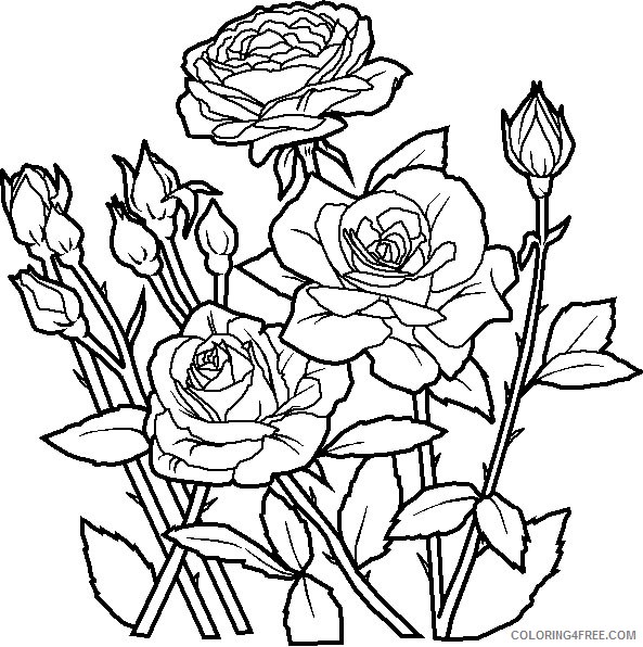roses flower coloring pages to print Coloring4free