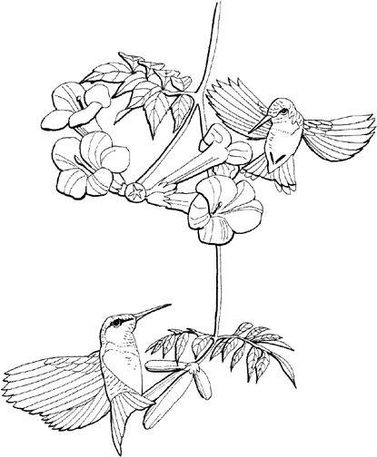 ruby throated hummingbird coloring pages Coloring4free