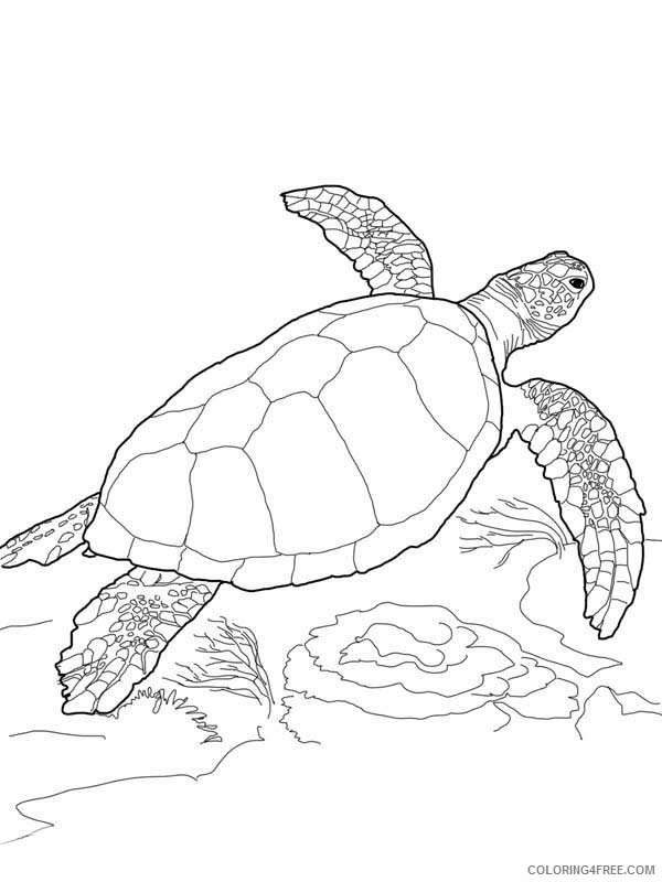 sea turtle coloring pages free to print Coloring4free